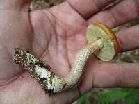 Boletus longicurvipes image