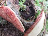 Fistulina hepatica image