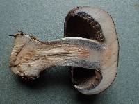 Cortinarius cyanites image