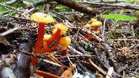 Hygrocybe parvula image