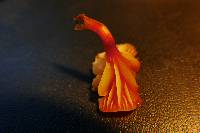 Hygrocybe parvula image