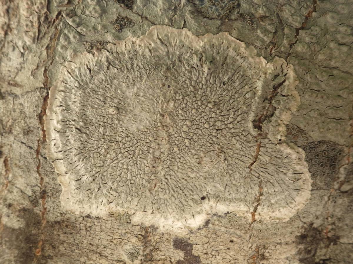 Pertusaria hemisphaerica image