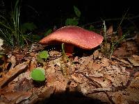 Boletus carminiporus image