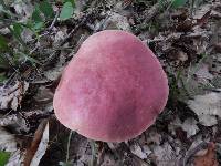 Boletus carminiporus image