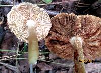 Inocybe sororia image