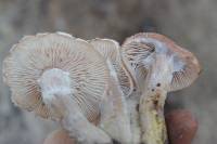 Armillaria gallica image