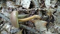 Tylopilus rubrobrunneus image