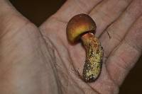 Baorangia bicolor image