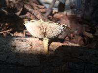 Pholiota polychroa image