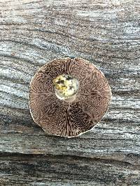 Agaricus californicus image