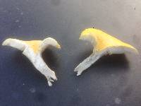 Pleurotus citrinopileatus image