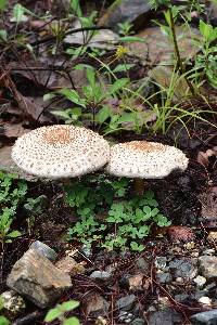 Macrolepiota colombiana image