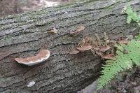 Ganoderma lobatum image