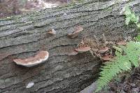 Ganoderma lobatum image