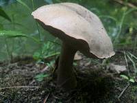 Tylopilus rubrobrunneus image
