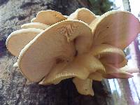 Pleurotus populinus image