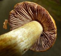 Cortinarius corrugatus image