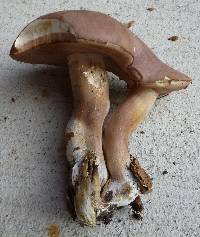 Tylopilus violatinctus image