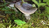 Lactarius pseudomucidus image