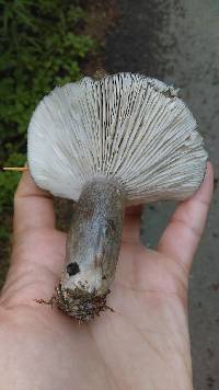 Lactarius pseudomucidus image