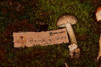 Amanita arocheae image