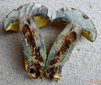 Lanmaoa pseudosensibilis image