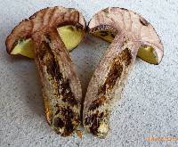 Lanmaoa pseudosensibilis image