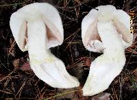 Agaricus arvensis image