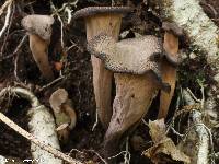 Craterellus fallax image