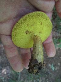 Aureoboletus innixus image