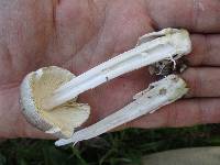 Amanita sect. Vaginatae image
