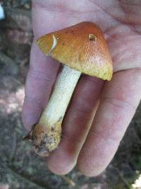 Cortinarius corrugatus image