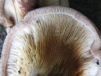 Paxillus involutus image