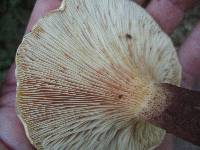 Tapinella atrotomentosa image