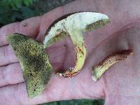 Boletus chrysenteron image