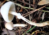 Lepiota erminea image