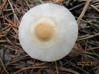 Lepiota erminea image