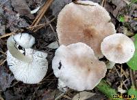 Tricholoma scalpturatum image