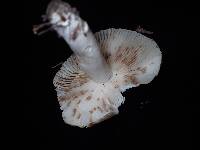 Russula sororia image