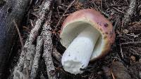 Russula olivacea image