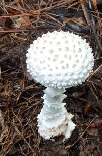 Amanita subcokeri image