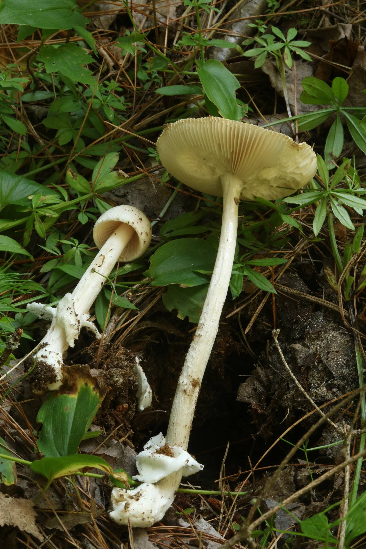 Amanita albiceps image