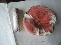 Russula rubescens image