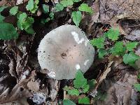 Russula modesta image