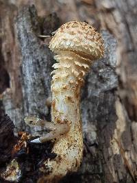 Pholiota squarrosa image