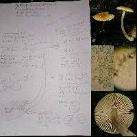 Pluteus chrysophaeus image