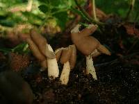 Helvella latispora image