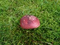 Russula graveolens image