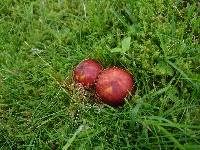 Russula graveolens image