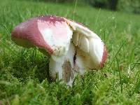 Russula graveolens image